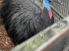 -费瑟代尔野生动物园