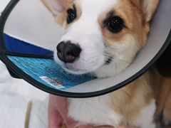 -佳雯宠物医院(金华南路分院)