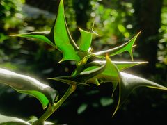 -深圳仙湖植物园