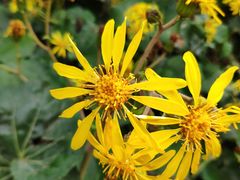 -小鱼小牛·鱼牛干锅·脆鱼火锅(世欧广场店)