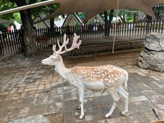 -西安秦岭野生动物园