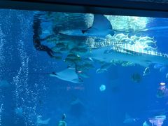 -烟台海昌鲸鲨海洋公园