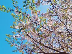 -高东镇樱花园