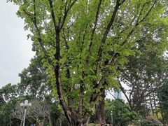 -人民公园(罗湖区)