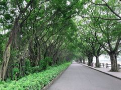 -大湾区中央湿地公园