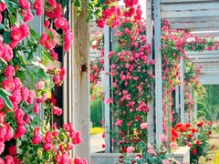 -石家庄市植物园