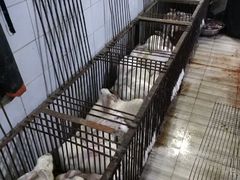 -温江公平红烧兔(总店)