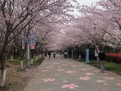 -高东镇樱花园