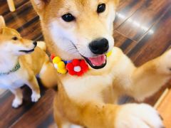 -豆柴町-柴犬主题狗咖(红鼎国际C座店)