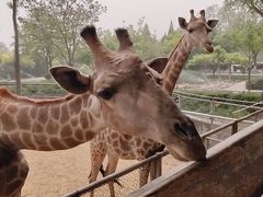 -石家庄市动物园