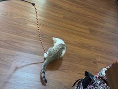 -楼上猫咖(罗湖店)