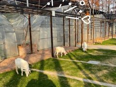 -前小桔亲子创意农场·草莓采摘·露营烧烤