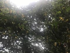 -武当山风景区-太子坡