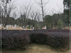 -八大山人梅湖景区