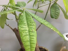 -桂林市花鸟市场