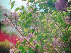 -永定河休闲森林公园