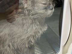 -爱佳宠物中心医院24H·CT·骨外科·猫专科(瑶海万达店)