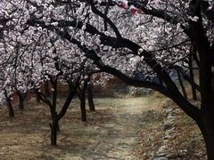 -黄花溪
