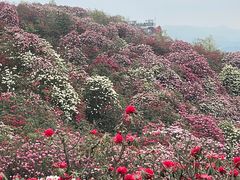 -贵州百里杜鹃风景名胜区
