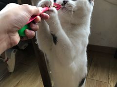 -Cappucimeow猫咪咖啡馆(韦伯时代店)