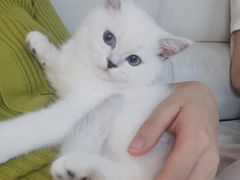 -lincat·猫舍(广州店)
