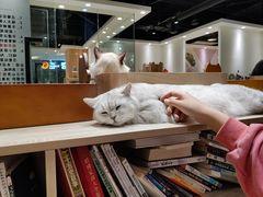 -藏猫猫咖啡主题馆(中央大道店)