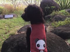 -朱村黄塘建华烧鸡