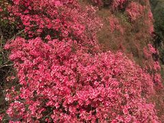 -木兰云雾山