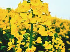 -中国天府农业博览园