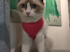 -喵喵咪呀布偶猫咖(春熙路店)