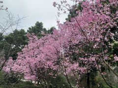 -南山植物园