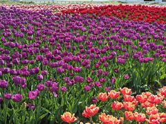 -玄武湖景区-情侣园游乐场