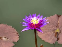 -国家植物园南园