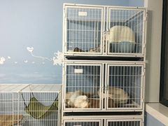 -喵的天空名猫咖啡馆·撸猫·猫舍·用品