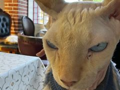 -猫小院猫主题餐厅(南锣旗舰店)