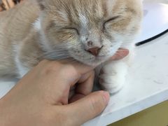 -糯米喵星人·撸猫猫舍咖啡馆(西市场嘉华店)