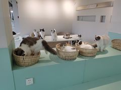 -怪兽屋·羊驼·猫咖·狗咖(俊华广场店)