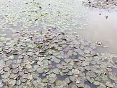 -大湾区中央湿地公园