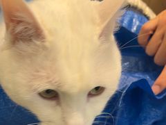 -瑞派·关忠动物医院·猫专科·犬专科(三环新城店)
