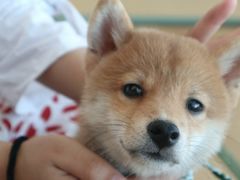 -柴犬小屋·柴餐厅·狗咖食堂(金鼎广场店)