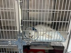 -宠颐生宠物医院外科·内科·皮肤科·影像科(石龙店)