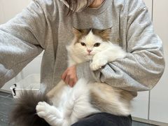 -babydoll猫舍·米努特·德文·缅因(久光中心店)
