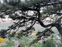 -北京西山国家森林公园