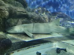 -上海海洋水族馆