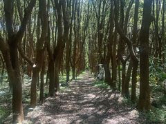 -同里国家湿地公园