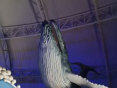 -烟台海昌鲸鲨海洋公园