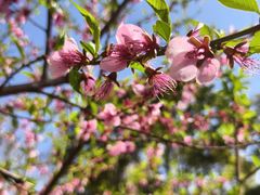 -新虹桥中心花园