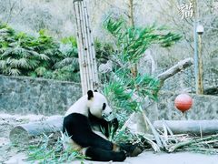 -都江堰中华大熊猫苑
