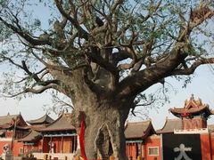 -大槐树寻根祭祖园