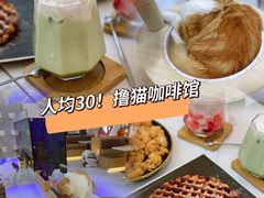 -喵园·猫主题咖啡厅·撸猫·猫咖(国贸店)